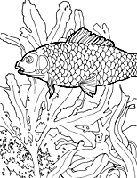 Fish coloring page 1 | Jeannie Vodden Art