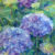 Mendocino Hydrangeas c2020