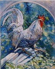 White Rooster c2007