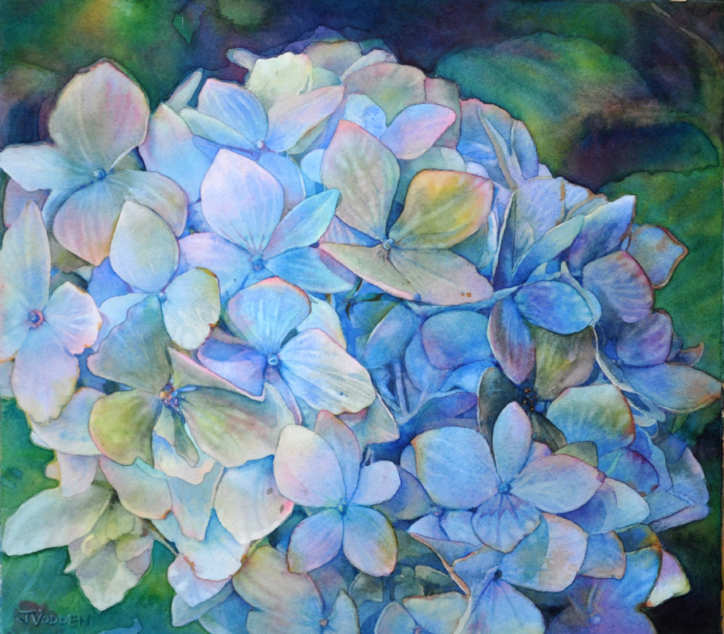 Blue Hydrangea c2013