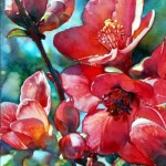 Flowering Quince c2009